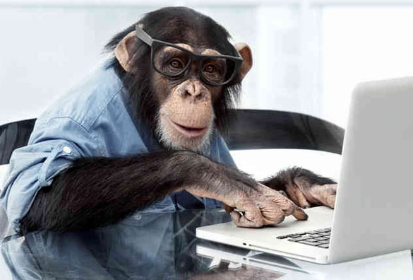 Monkey Calculating